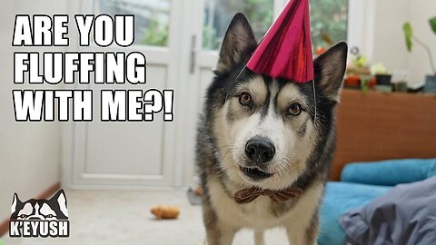 My Husky Was Shocked By A Party For His Best Friend!