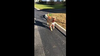 CUTEST Pit Bull puppy walks himself 🦁🥰😆