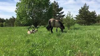 Sly foal falls over, pretends it meant to do it