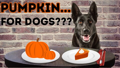 Should YOU be Feeding Pumpkin to Your German Shepherd