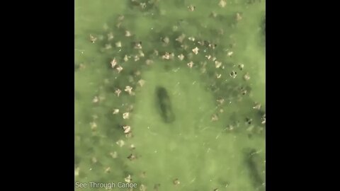 Manatees swimming through a large fever of rays