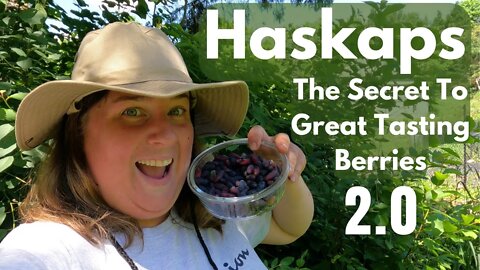 The Secret To Great Tasting Haskaps | Honeyberry Update