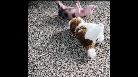 Millie rolling around playing with her stuffed animal