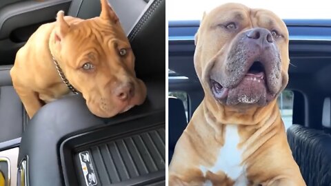 Pit Bull puppy has massive transformation in 4 years