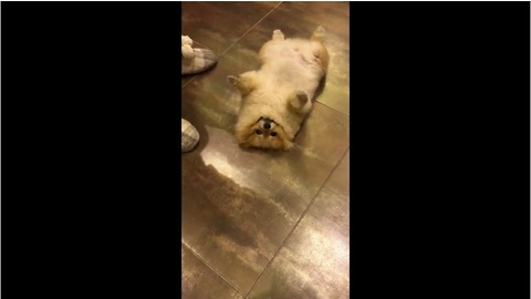 Pomeranian doubles as floor mop