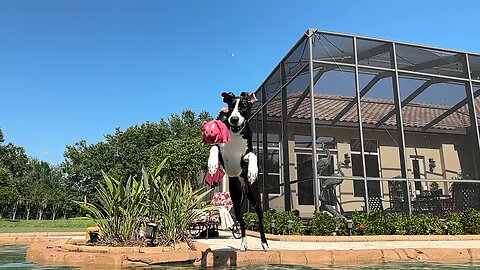 Funny Water Loving Great Dane Dives For Pink Piggy In Slow Motion