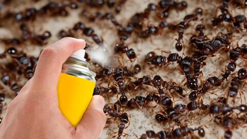 How to Get Rid of Ants and Flies Quickly and Naturally