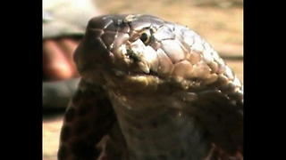 Man Looks After 200 Snakes