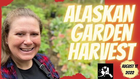 Harvesting from our Alaskan Garden | #everybitcountschallenge | Kohlrabi fermentation