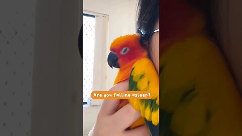 Sleepy Sun Conure 😴😴🦜 l #shorts l #sunconure l @BikisAviary