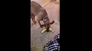 Bluto the Chihuahua Peels A Banana