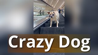 Crazy Dog