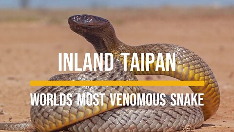 Worlds most Venomous Snake