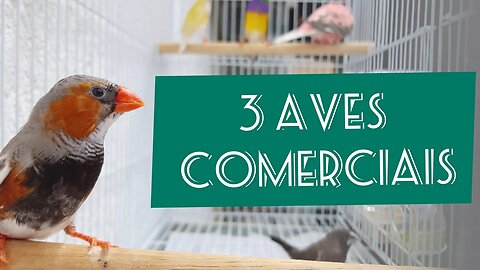 3 AVES COMERCIAIS _ Conheçam as AVES E PASSAROS ideais PARA VENDA