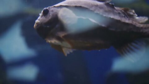Gray striped fishes hover under water close up shot