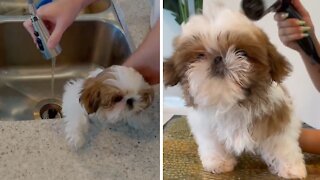 Shih Tzu Puppy Takes His Very First Bath