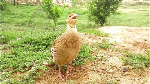 Male Teetar Hunting Sound | Teetar Voice Male Sound | Grey Francolin Sound | Sindhi Teetar