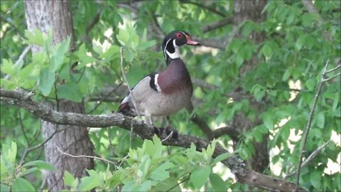 Beautiful Drake Wood Duck video from our Illinois Homestead farm