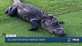 Naples man describes alligator attack in 911 call