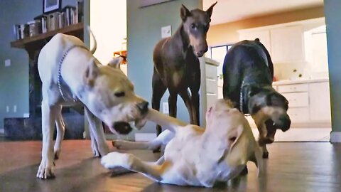 Dogo Argentino Puppy Learns Confidence & Trust Through Pack Play with Gringo & Dobermans [GUWD#17]