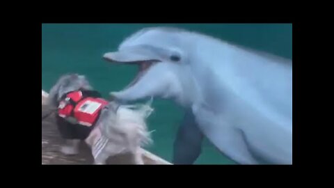 Dog Runs Alongside Dolphin And Plays With Them