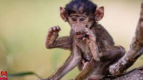 Cute Baby Baboons