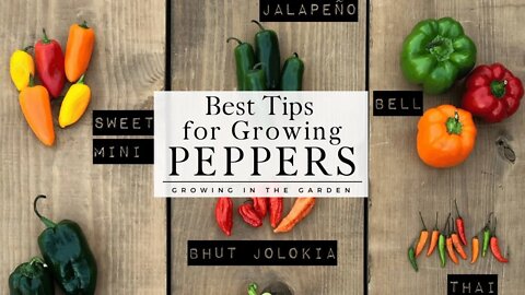 HOW to PLANT and GROW PEPPERS plus TIPS for growing peppers in HOT CLIMATES