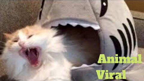 💥Cool Animals Viral Weekly😂🙃of 2020 | Funny Animal Videos💥👌