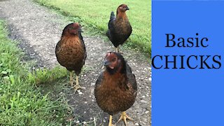 My Backyard Chicken Setup (Cheap & Easy 2021)