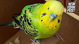 Lost parakeet found in the Upper West Side by two New Yorkers connected in 'small world' moment