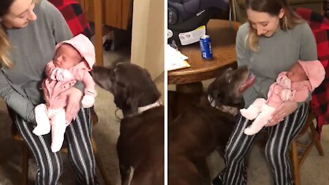 Chocolate Lab Thrilled To Meet New Baby Addition