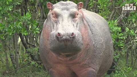 Hippos Out Of The Water In The Maasai Mara | Zebra Plains