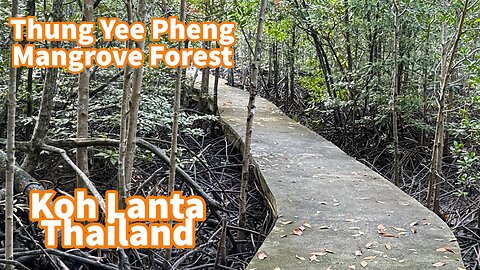 Koh Lanta - Thung Yee Pheng Mangrove Forest - Thailand 2024