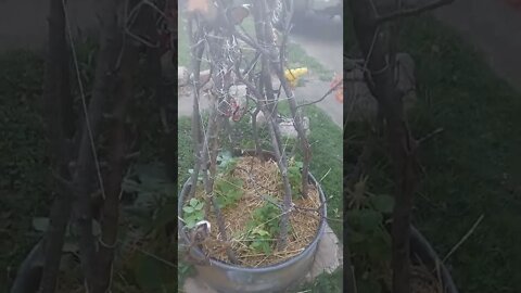 Bean Trellis Repurposed from Reclaimed Deadfall Branches and Broken Yard Art