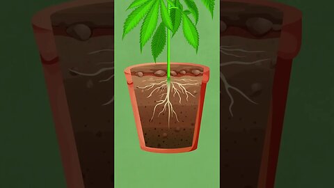 Watering Cannabis Plants
