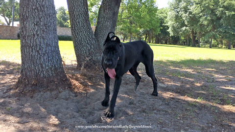 Funny Happy Great Dane Loves to Dig