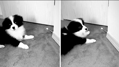 Border Collie puppy loves to play with door stopper