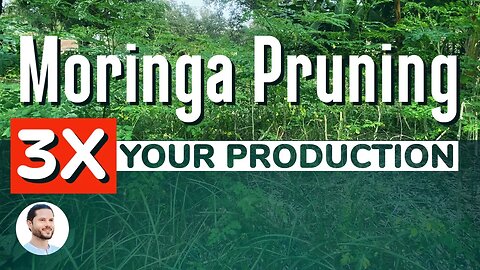 Unlock Moringa’s Full Potential | Increase Yields with these Regular Pruning Techniques