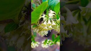 Abelha Mandaçaia nas flores da Fruta do Sabiá | Acnistus arborescens #shorts