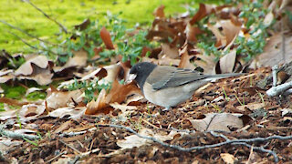 Dark-eyed Junco