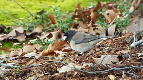 Dark-eyed Junco