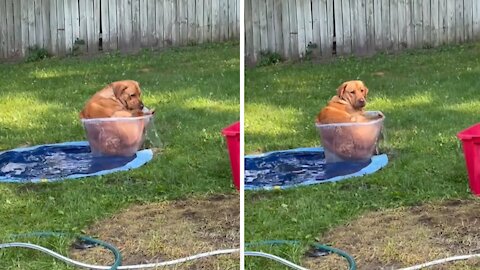 Big doggy hilariously squeezes into tiny tub