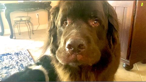 Clumsy Newfoundland Triggers Robot Vacuum