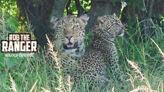Leopard And Cub | Maasai Mara Safari | Zebra Plains