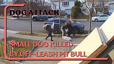 Dog Attack: Pit Bull Attacks And Kills Small Dog, Be Aware Of Environment, Defend Against Dog Attack