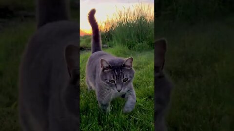 Sunset Swamp Cat #Shorts