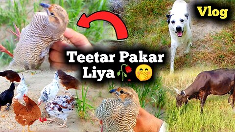 Pheasant hunting Vlog |Teetar Pakar Liya |Mubashir Pets Daily Routine In Village Vlog |Birds Vlog