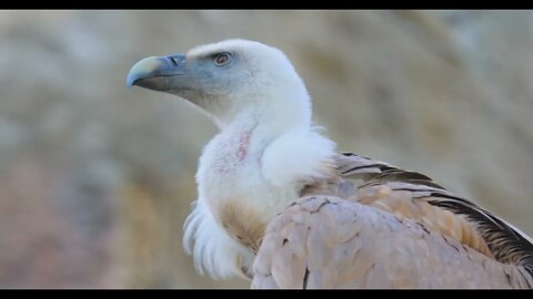 Griffon vulture (Gyps fulvus) is a large Old World vulture in the bird of prey family Accipitridae.