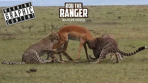 Cheetahs Catch An Impala, Lose It TWICE To Hyenas! | Lalashe Maasai Mara Safari