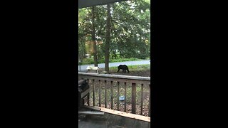 Two young black bears playing in my front yard